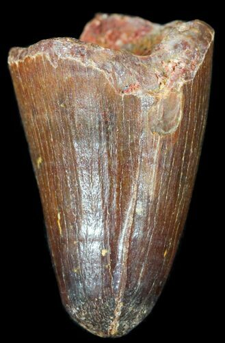 Cretaceous Fossil Crocodile Tooth - Morocco #50280